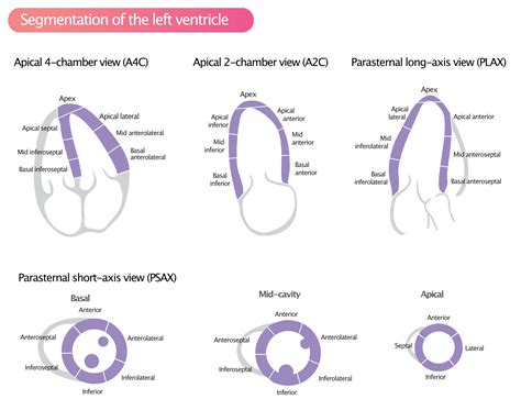 mid anterolateral segments chart.